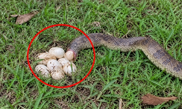Thấy rắn đang đẻ ở vườn nhà nên làm gì đầu tiên?