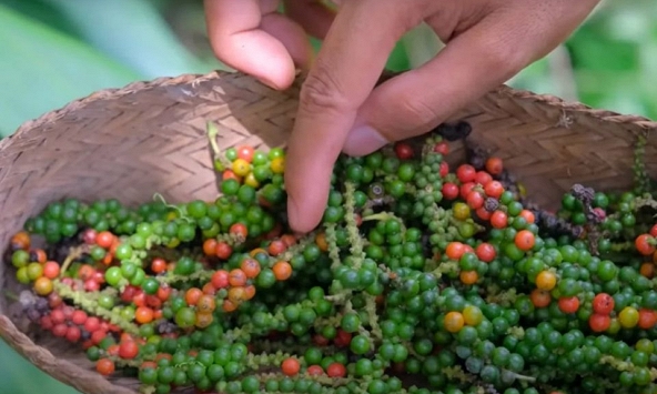 Giá nông sản ngày 14/9/2026: Cà phê và hồ tiêu giữ vững đà tăng trong tuần