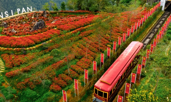 Lên Fansipan mùa thu: Săn mây, ngắm mùa vàng và thảm hoa rực rỡ
