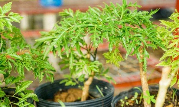 Lời khuyên cho những ai hay uống nước lá đinh lăng