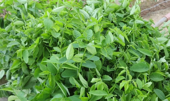 Lời khuyên cho những gia đình đang trồng cây rau ngót