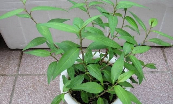 Lời khuyên đến các gia đình đang trồng rau răm
