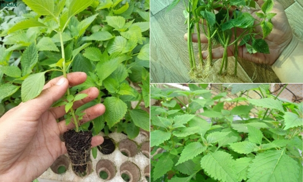 Lời khuyên đến tất cả các gia đình đang trồng rau kinh giới 