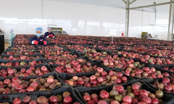 Loại quả 'lọc' mỡ máu cực tốt, bán đầy chợ Việt giá chỉ từ 25.000 đồng/kg: EU ưa chuộng, xuất khẩu thu về hơn 116 triệu USD