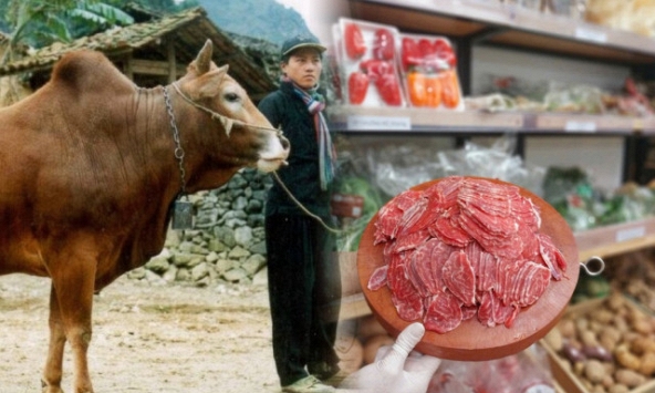 Việt Nam nghiên cứu giống bò cao cấp theo cách Nhật làm với Wagyu, có phần thịt giá hơn 1,2 triệu đồng/kg