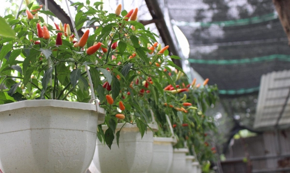 Lời khuyên cho tất cả các gia đình đang trồng cây ớt