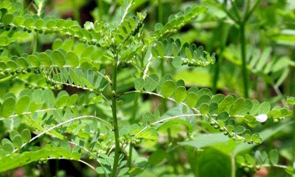 Lợi ích của cây chó đẻ