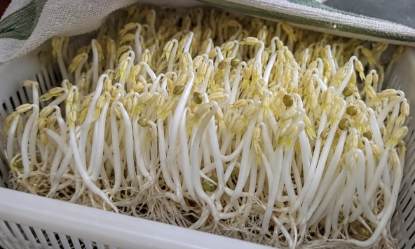Lời khuyên đến tất cả các gia đình đang trồng giá đỗ