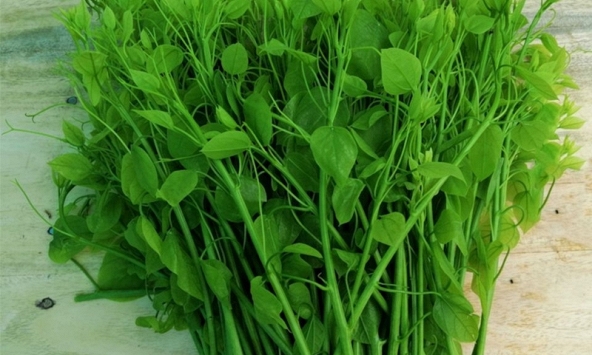 Lợi ích của cây bò khai