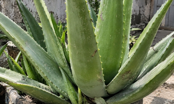 4 lý do nên trồng cây nha đam trong nhà