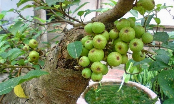 4 lý do nên trồng cây sung