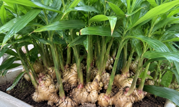 4 lý do nên trồng gừng trong nhà