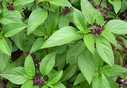 5 lý do nên trồng cây húng quế trong nhà