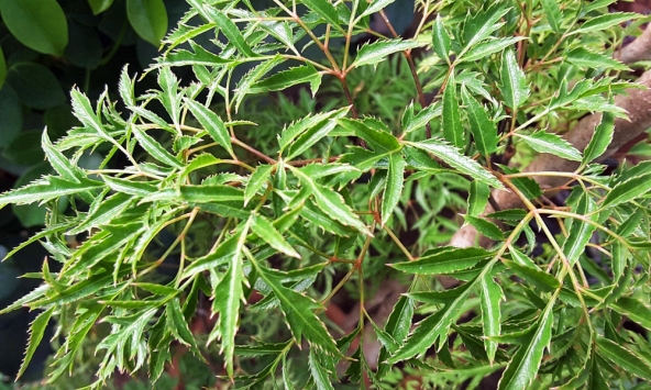6 lý do nên trồng cây đinh lăng