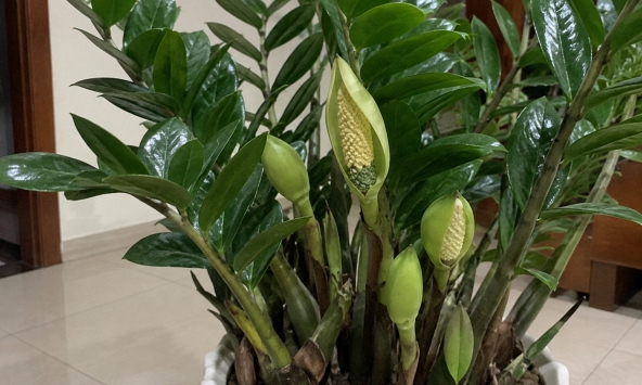4 lời khuyên khi trồng cây kim tiền