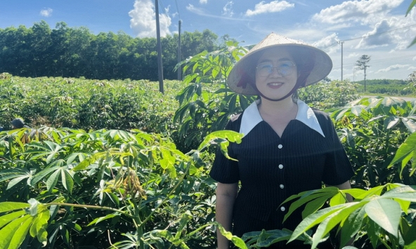 TS. Nguyễn Thị Trúc Mai chọn giống sắn chống chịu bệnh hại