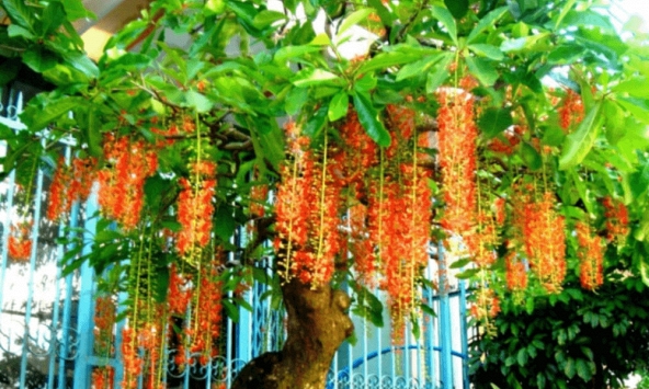 4 lý do nên trồng cây lộc vừng