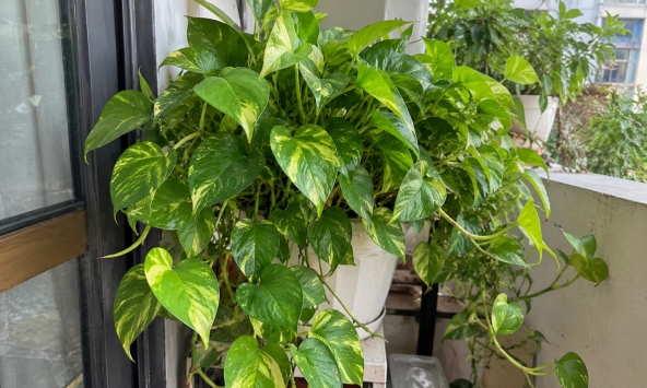 Cách trồng và chăm sóc cây trầu bà
