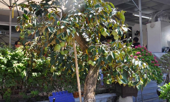 Lời khuyên khi trồng cây vú sữa