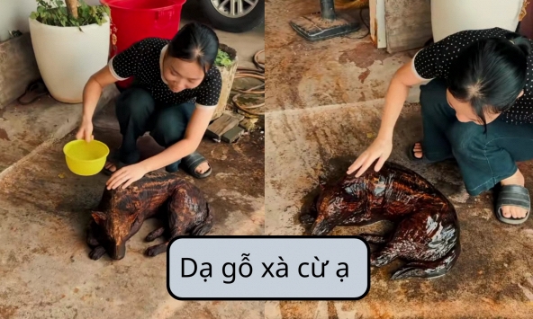 “Dạ gỗ xà cừ ạ” là gì?