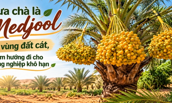 Đưa chà là Medjool về vùng đất cát, tìm hướng đi cho nông nghiệp xanh thích ứng khô hạn