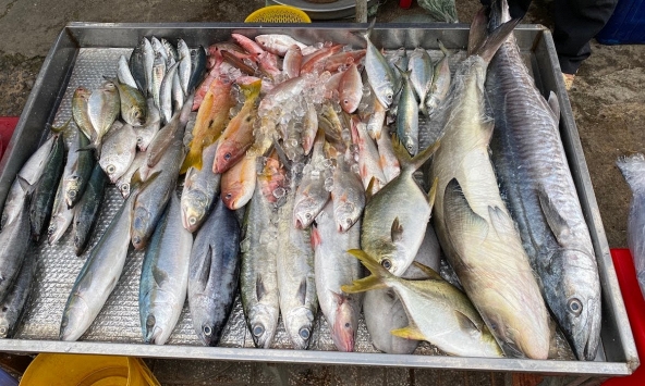 5 loại cá ra chợ thấy phải mua ngay kẻo hết: Không thể nuôi nhân tạo, xương ít, thịt ngon, cực tốt cho sức khỏe