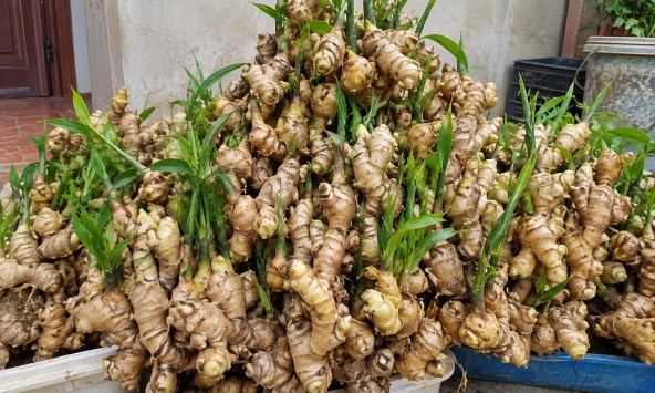 Tin vui cho những người đang trồng gừng