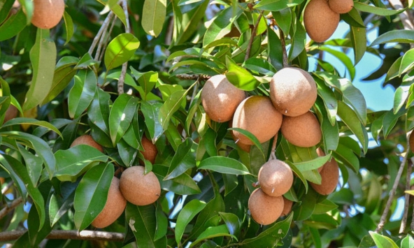 Vì sao nhiều gia đình thích trồng cây hồng xiêm trong nhà, hoá ra không chỉ để lấy quả