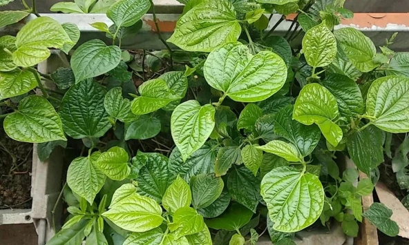 Tin vui cho những người đang trồng lá lốt