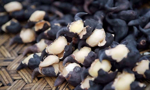 Vào mùa thu, đừng chỉ ăn củ sen, đây mới là 'kho báu dinh dưỡng' quen thuộc của người Việt
