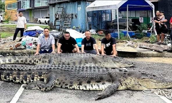 Bắt được 'quái thú' dài 5,5 m ở nước láng giềng Việt Nam: Phải đặt bẫy suốt 3 ngày mới hạ được
