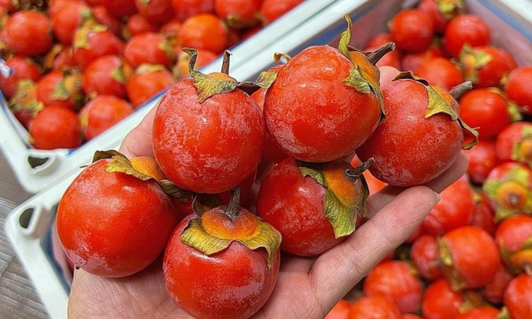 Mùa khô hanh nên ăn gì? 3 loại trái cây quen thuộc: Vừa ngon vừa giàu dưỡng chất