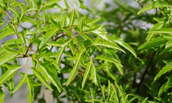Tin vui cho những người đang trồng đinh lăng