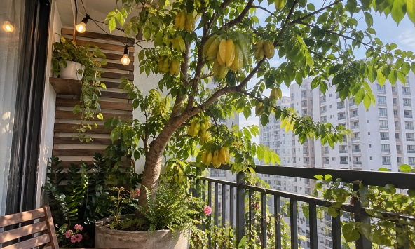 Tin vui cho những người đang trồng cây khế