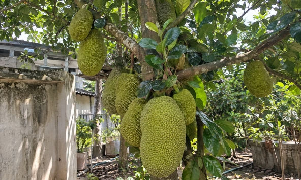 Tin vui cho những người đang trồng mít