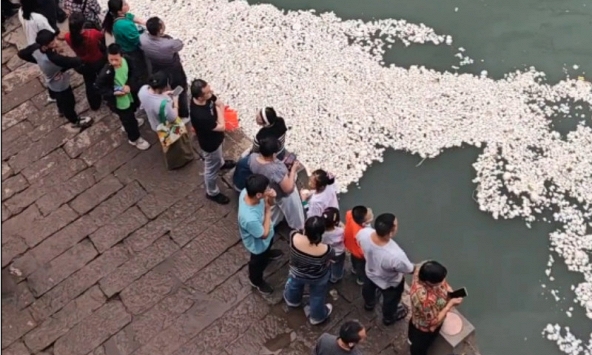Đang cho cá ăn, hàng loạt du khách bất ngờ thấy mặt sông xuất hiện điều khác thường: Chính quyền vào cuộc
