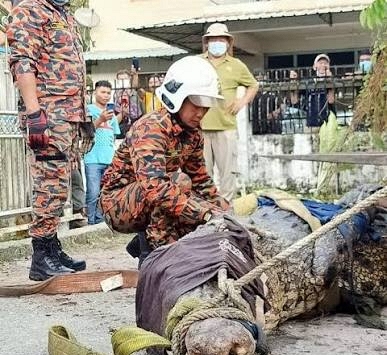 Cần thủ vô tình móc trúng 'quái thú' dài hơn 4,5m, nặng trên 1 tấn: Kéo lên mới phát hiện điều bất thường