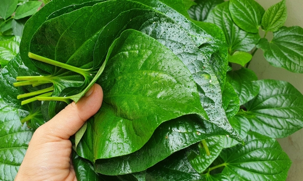 5 loại rau chỉ cần trồng một lần, hái ăn hết lứa này đến lứa khác