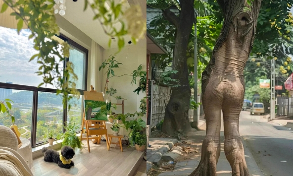Ông bà nói: Đừng mang cây dữ vào nhà, cây càng thịnh thì người càng suy - Sự thật là gì?