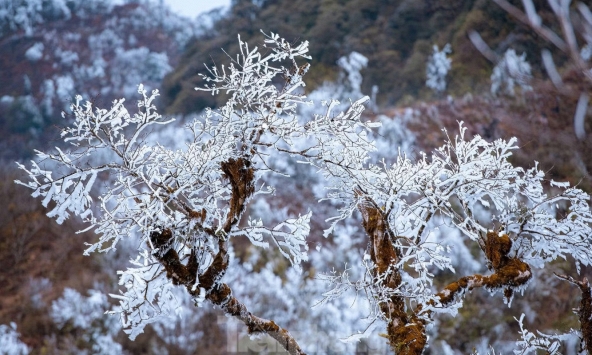Phát hiện đỉnh núi cao hơn 1.500m ở Việt Nam, từng lạnh dưới 0°C, cây cối phủ trắng băng giá như trời Âu