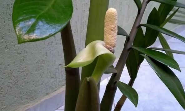5 cây cảnh ra hoa là có lộc, báo hiệu phong thủy cát lành, quý nhân tìm đến tận cửa