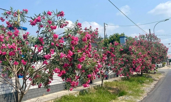 Hà Nội cấm trồng 18 loại cây nơi công cộng: Có tới 16 cây chứa độc tố và nguy hại sức khỏe