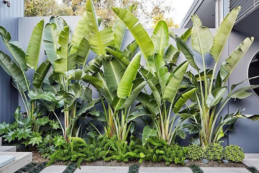 Vì sao ông bà dặn con cháu: 'Trước trồng cau, sau trồng chuối'?