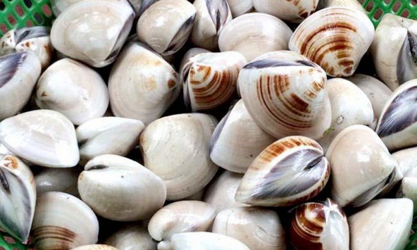 Đi chợ thấy ngao có 2 dấu hiệu này mua ngay lập tức: Người sành ăn nhìn là biết ngao tươi ngon, nhiều thịt