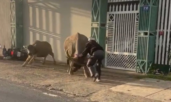 'Trâu điên' húc chủ và người đi đường, phá đám cưới: Chủ vừa mua trâu chở về tới nhà thì xảy ra chuyện