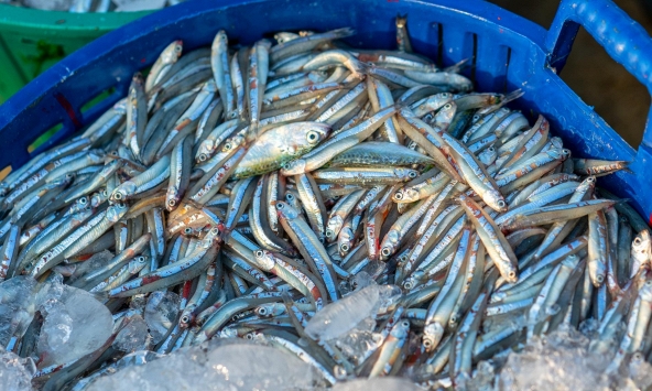 4 loại cá giàu Omega-3, giàu cả canxi, chợ Việt bán rất nhiều