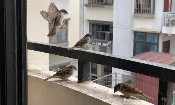 5 loài chim đột ngột ghé nhà báo hiệu phong thủy rất tốt