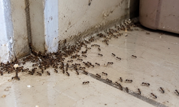 5 vật đột ngột vào nhà báo hiệu trời đất sắp thay đổi, người có kinh nghiệm nhìn là biết