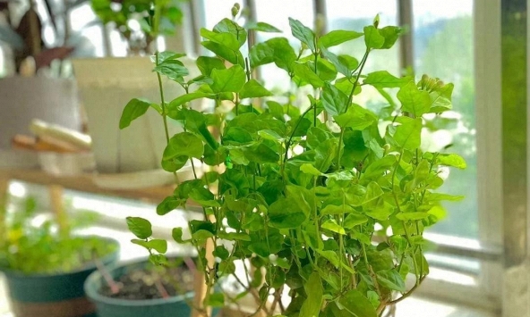 5 cây ác bước vào nhà, ông bà nhìn thấy muốn TIỄN ĐI NGAY: Phúc chưa kịp đến, họa đã chực chờ