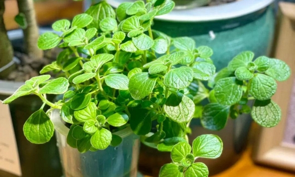 5 cây người ngửi thì khoái, muỗi ngửi lại như bị thôi miên, đang vo ve cũng phải đổi hướng chạy